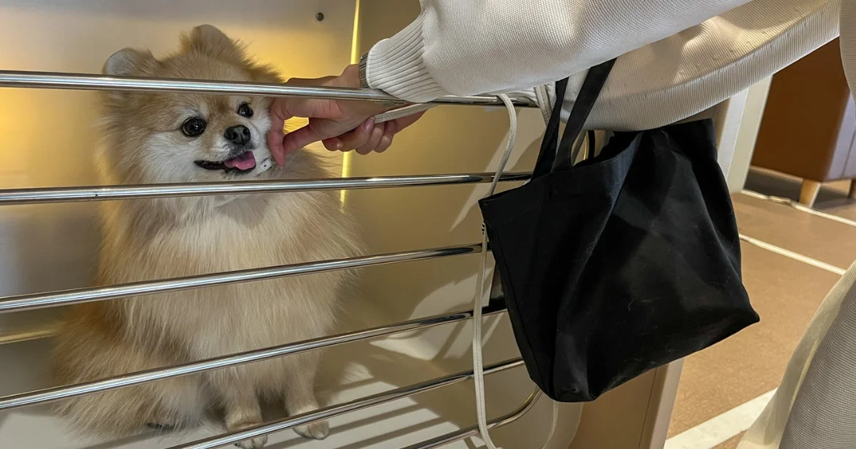 WanPod内部でくつろぐ犬