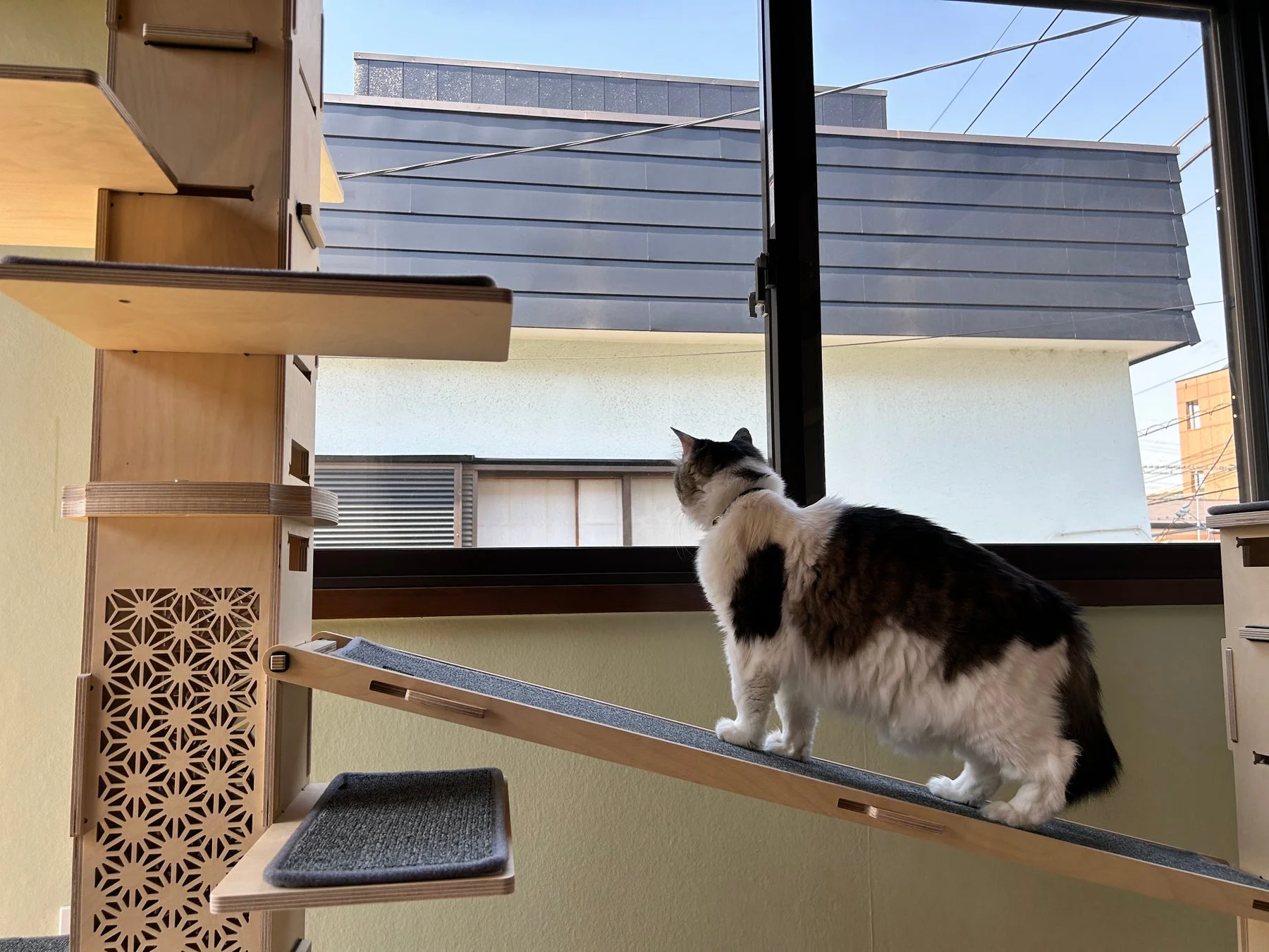 窓の外を見る猫