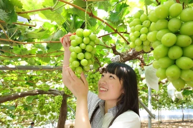 果物狩り