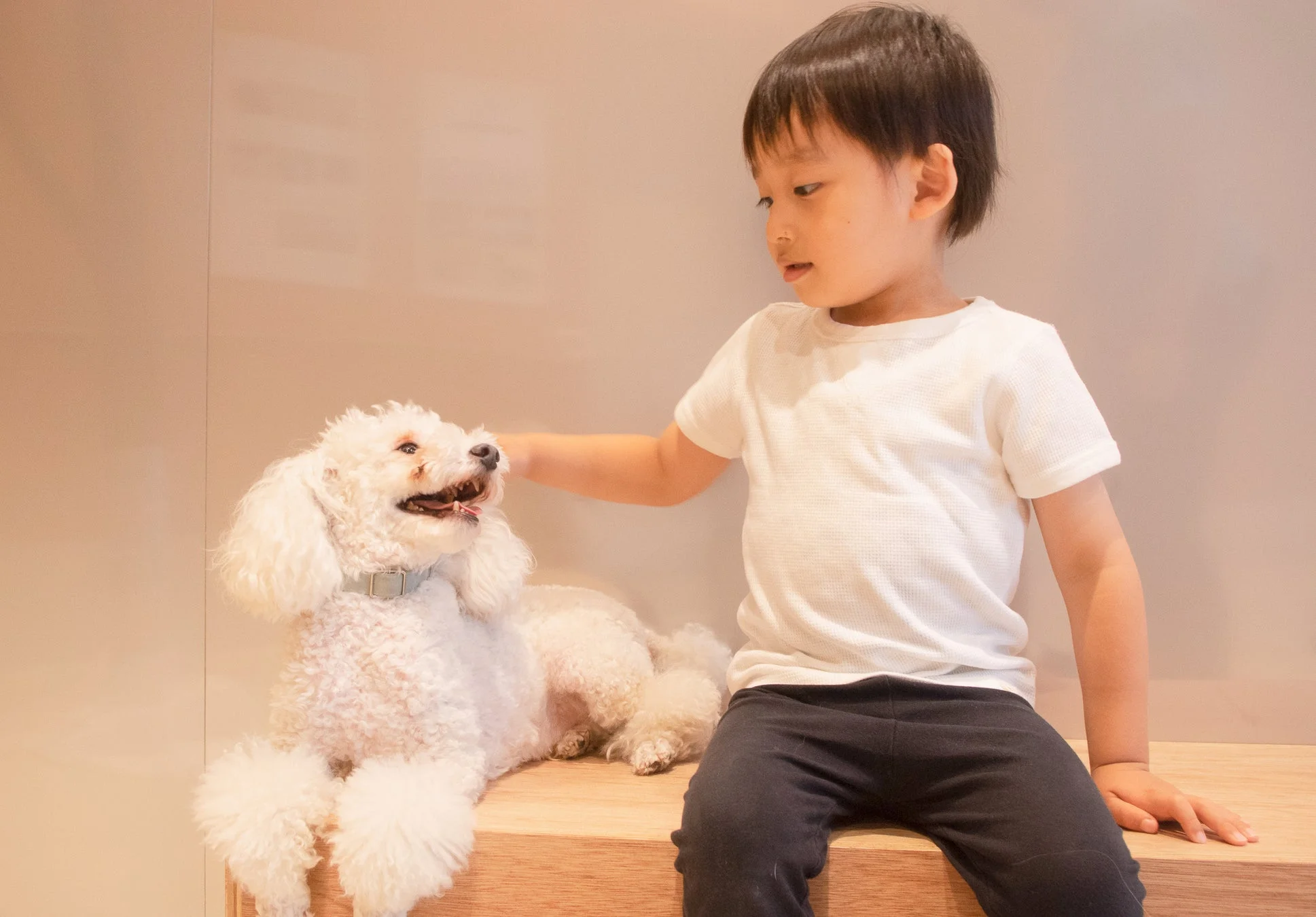 白いプードルと小さな男の子が木製のベンチに座り、男の子が優しく犬に触れている様子