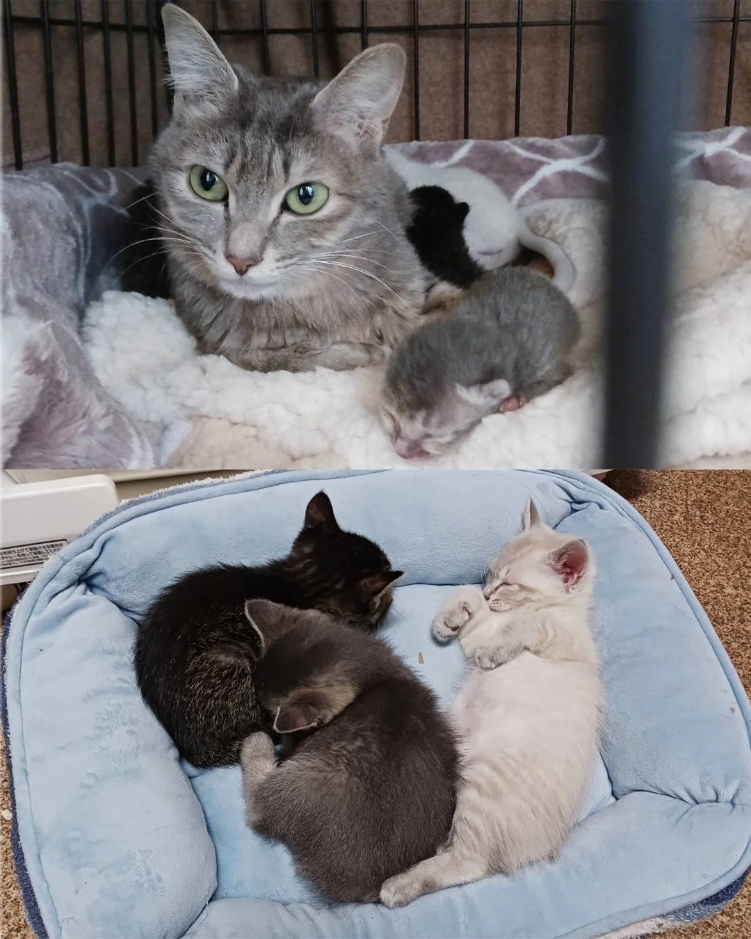 母猫と新生児の子猫たちが寄り添う姿と、少し成長した3匹の子猫たちがペットベッドで眠る様子。