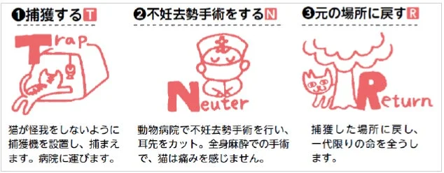 TNR活動のプロセス