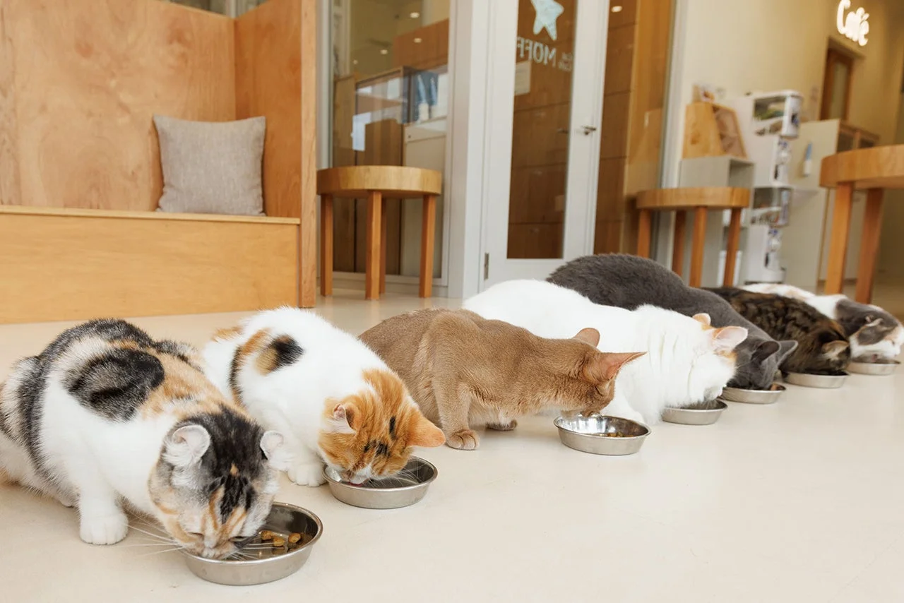 猫たちが食事をする様子