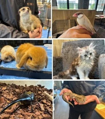 ミーアキャット、ウサギなど多様な動物たち
