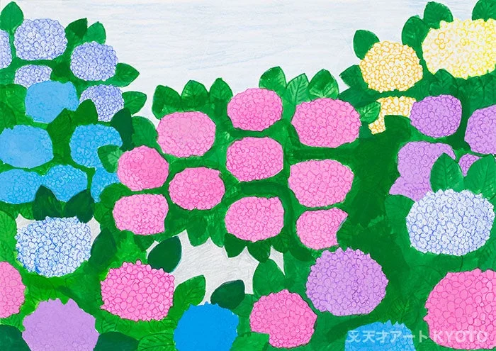 アジサイ紫陽花