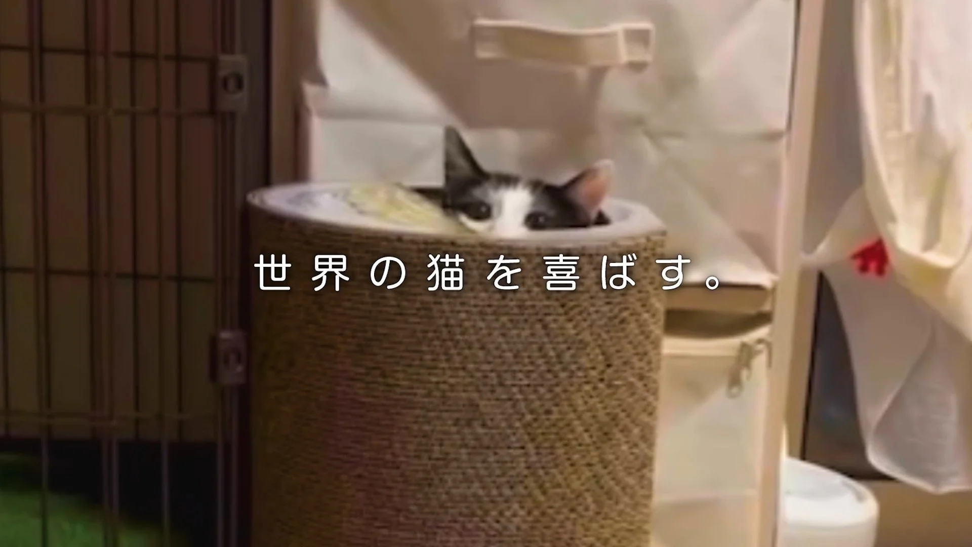世界の猫を喜ばす。