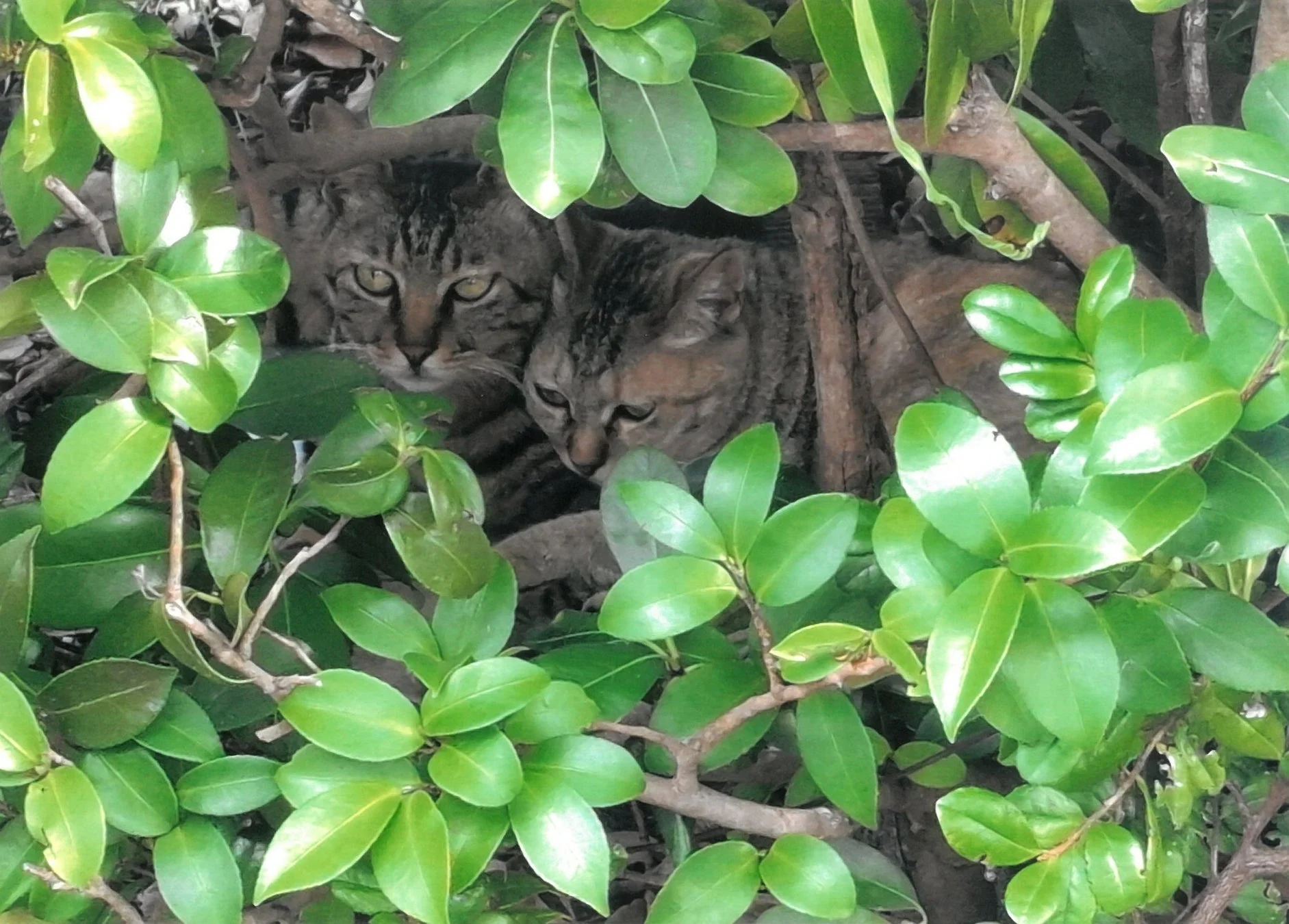 茂みの中に身を潜める猫たち