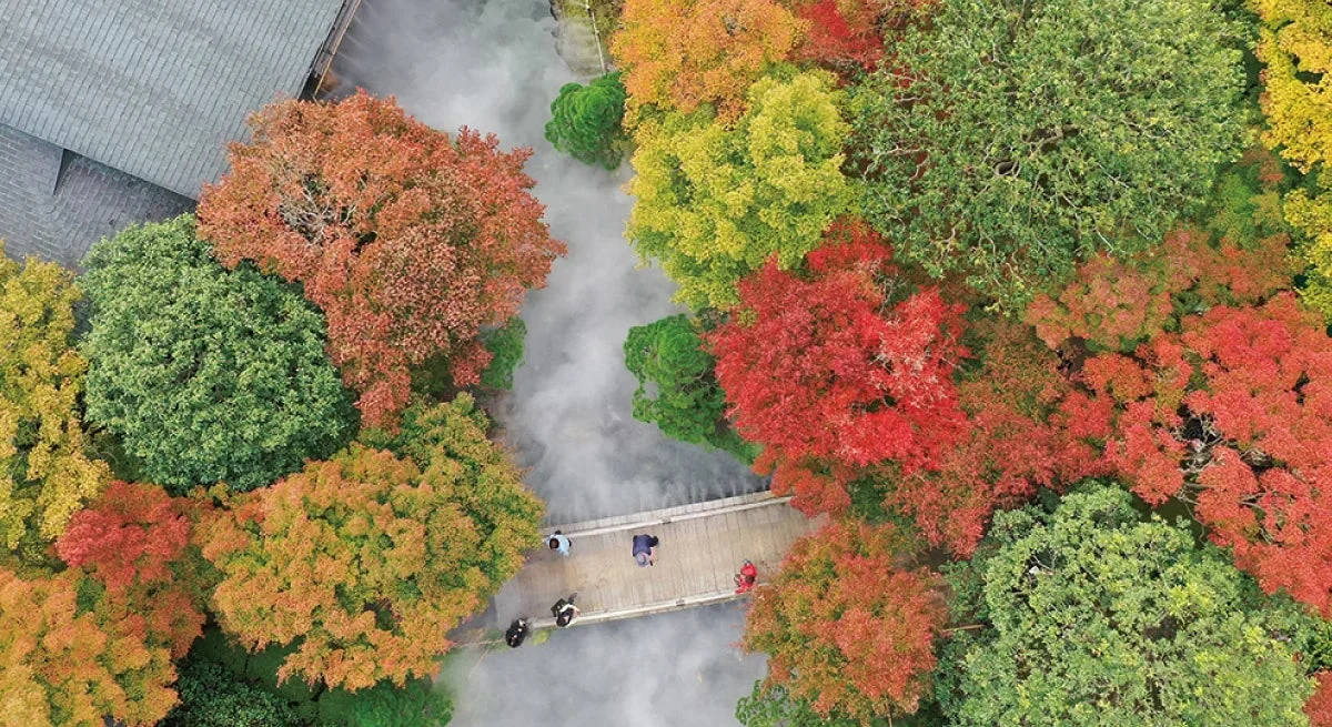秋、紅葉、森林、橋、川、霧、空撮、自然、観光、人々、景色