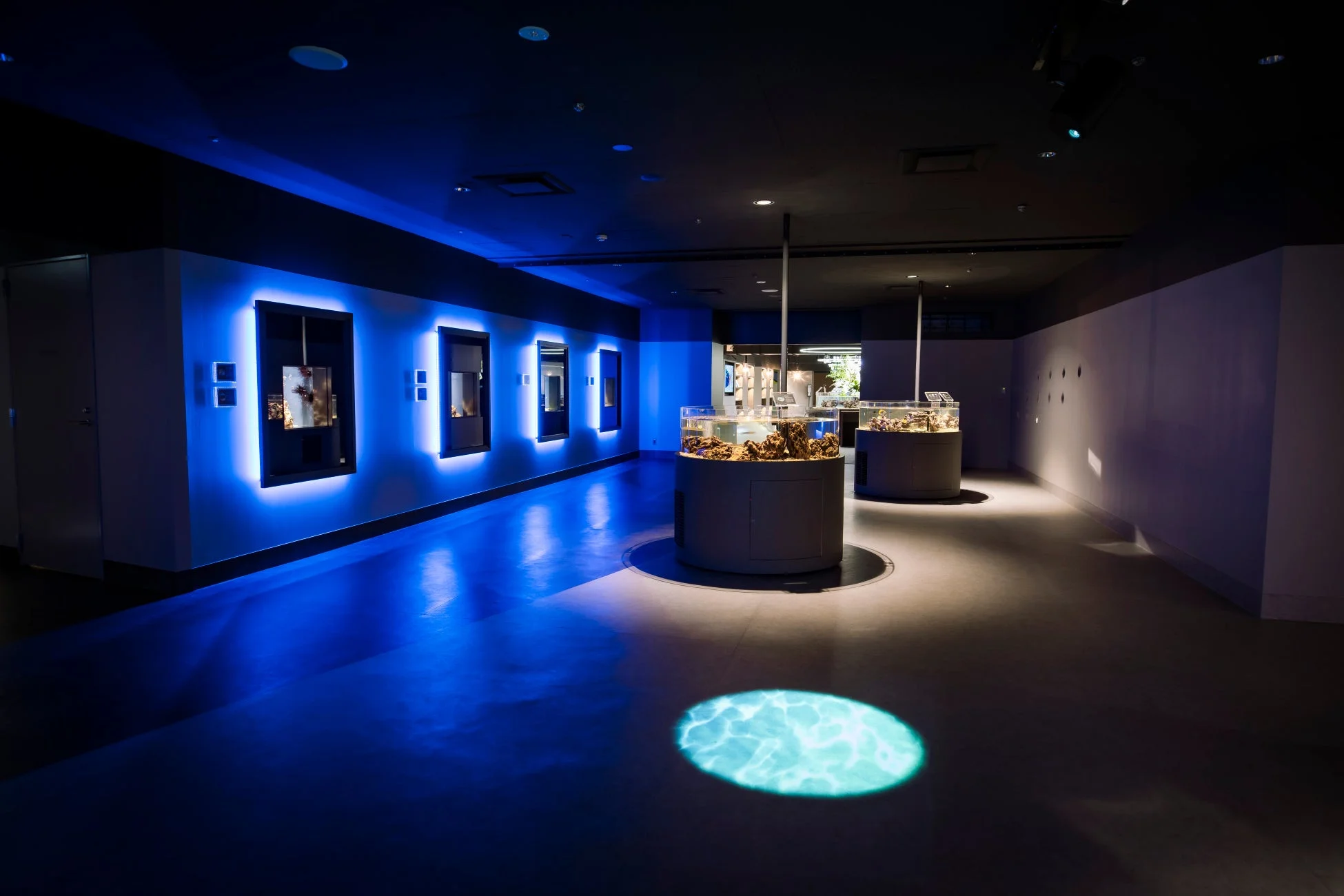 幻想的な水族館の展示