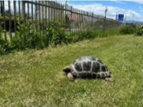 屋外エリアのリクガメ