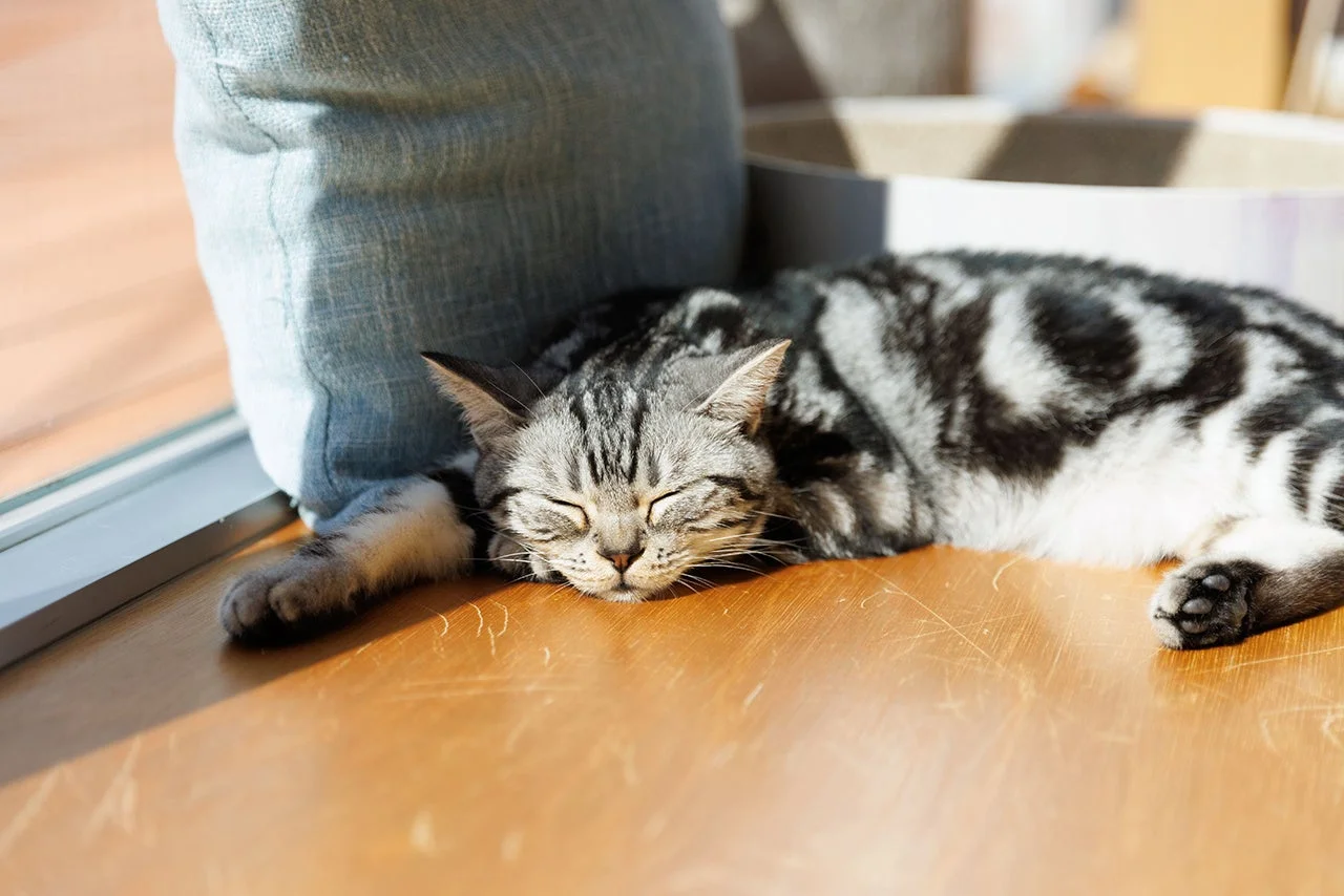 気持ちよさそうに眠る猫