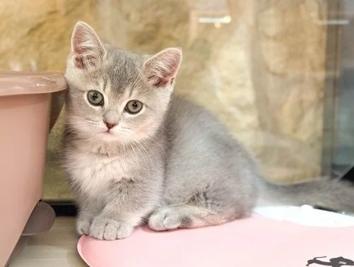 可愛らしい灰色の仔猫