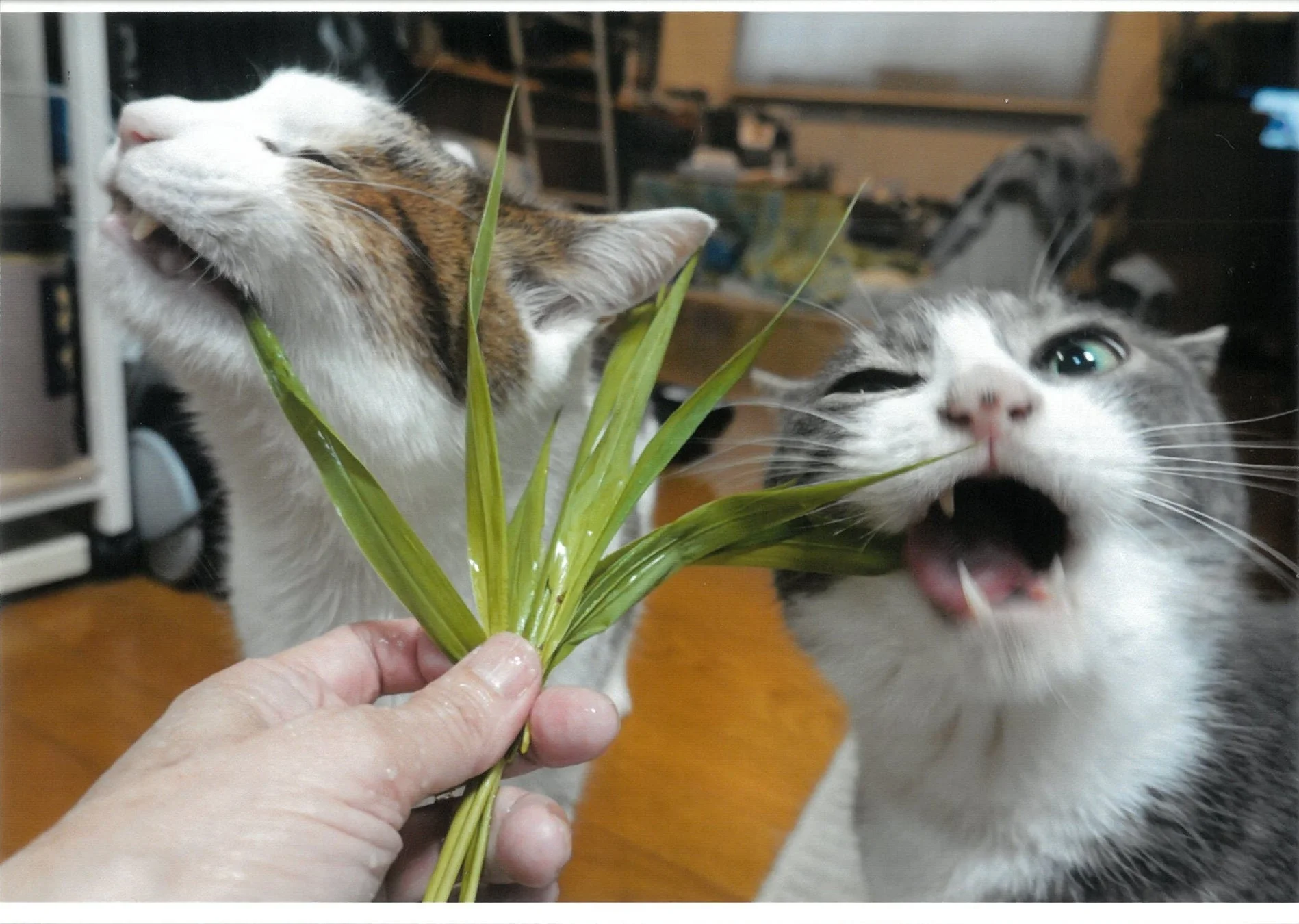 猫草を食べる猫たち