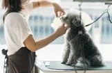 トリミング中の犬