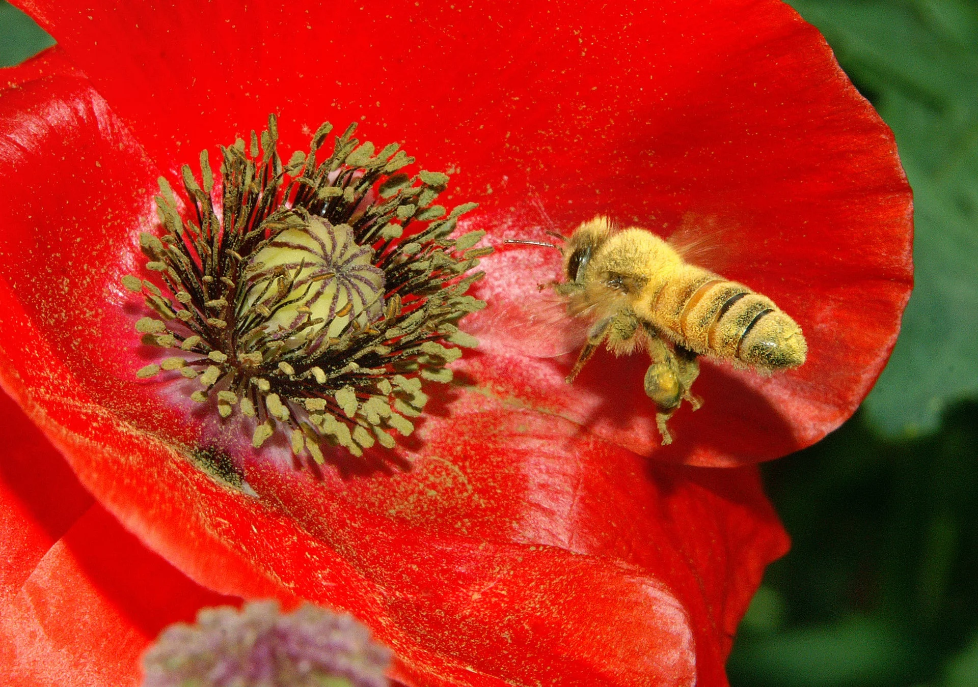 赤い花とミツバチ