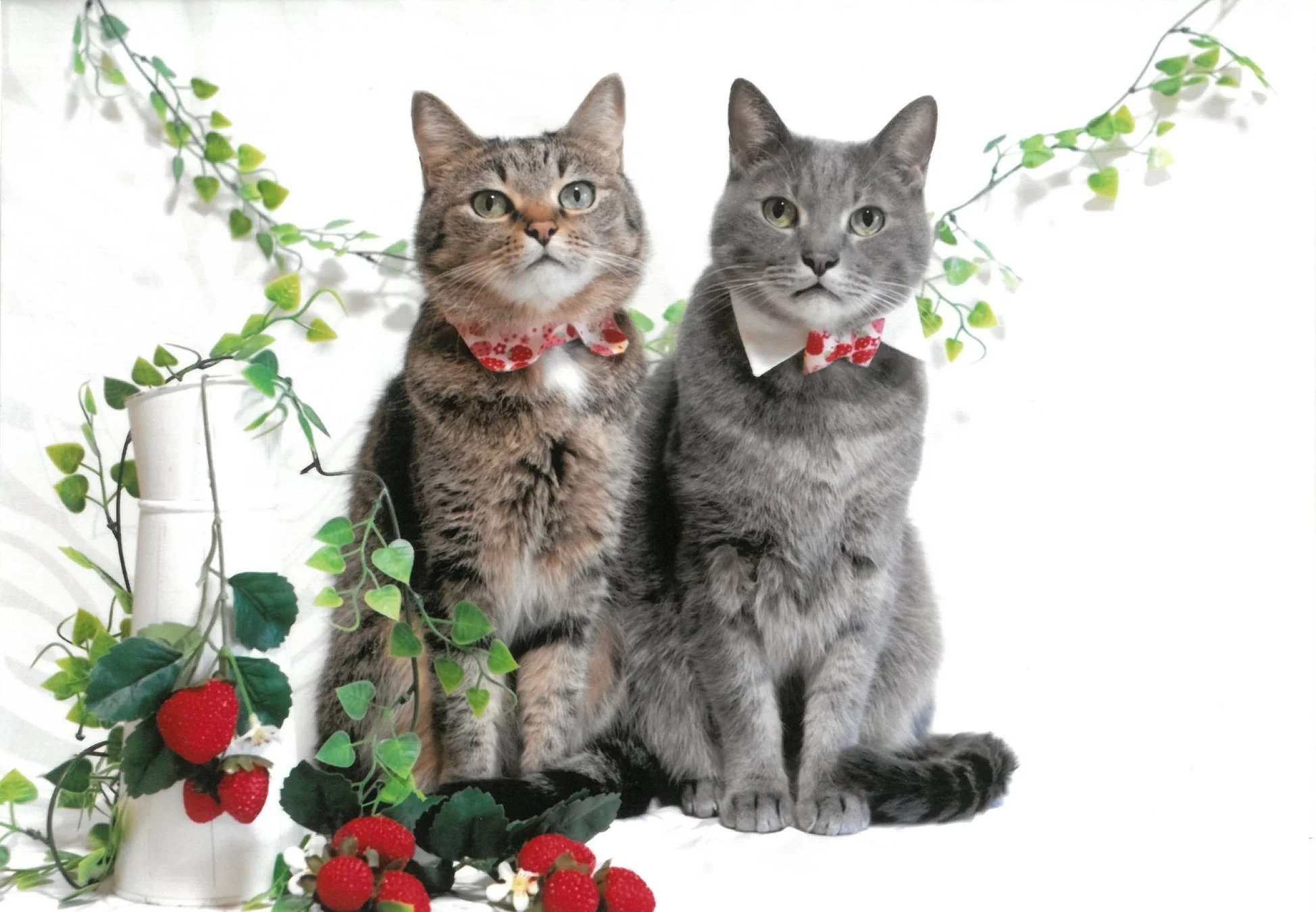 蝶ネクタイをつけた可愛らしい猫2匹とイチゴの飾り
