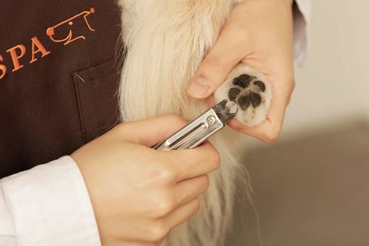 犬の爪切りをする様子