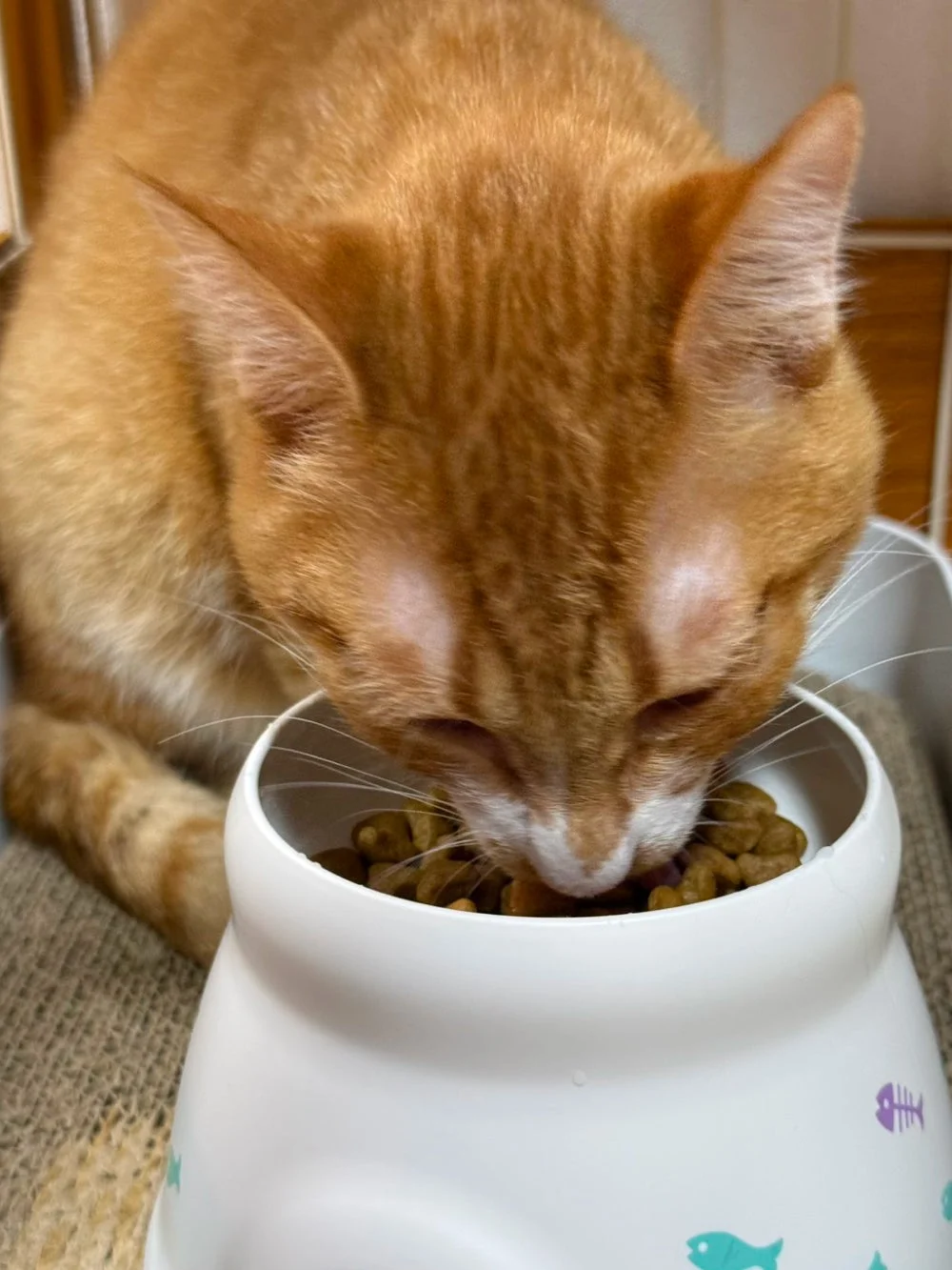 猫が食事している様子