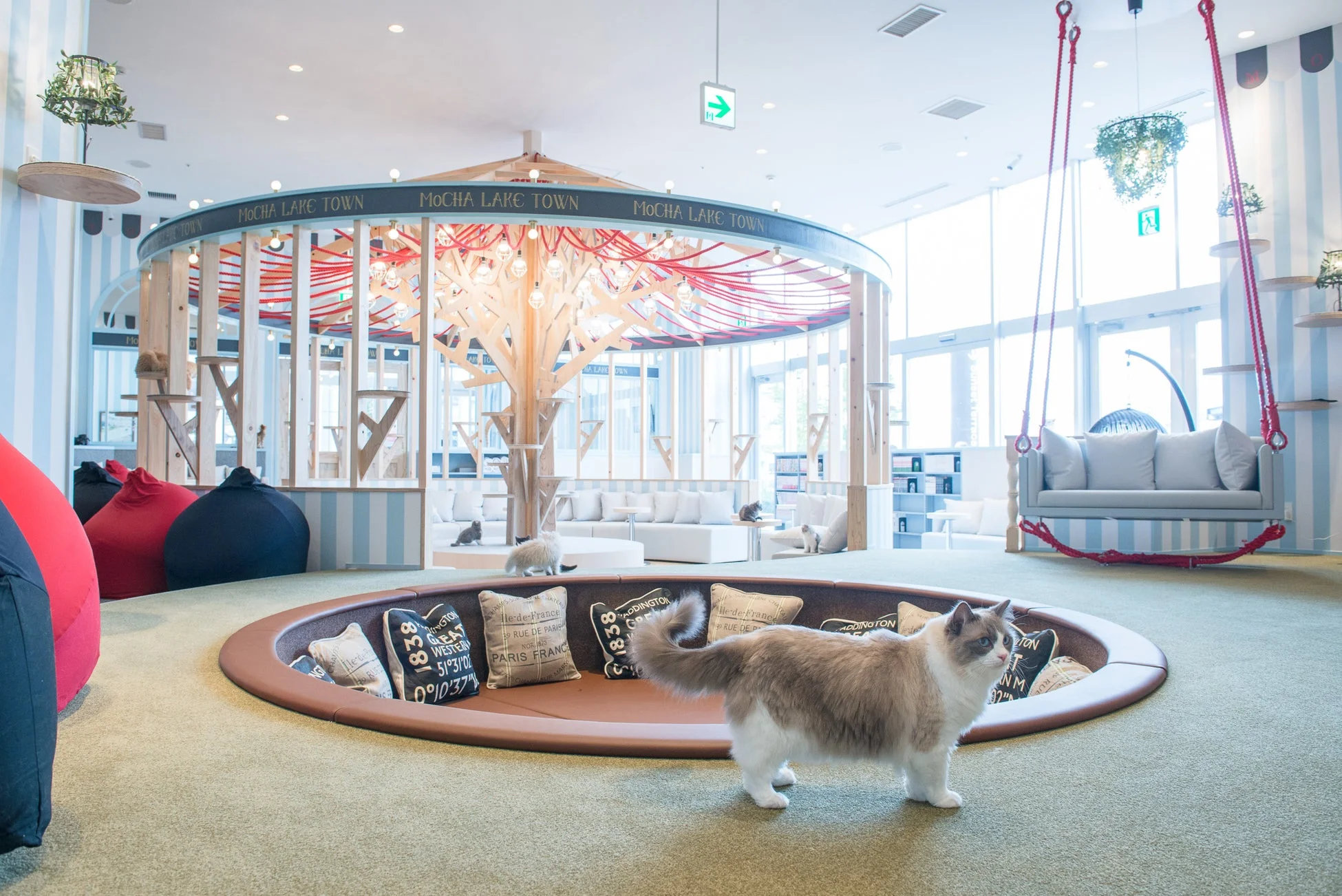 猫カフェMOCHAの広々とした空間