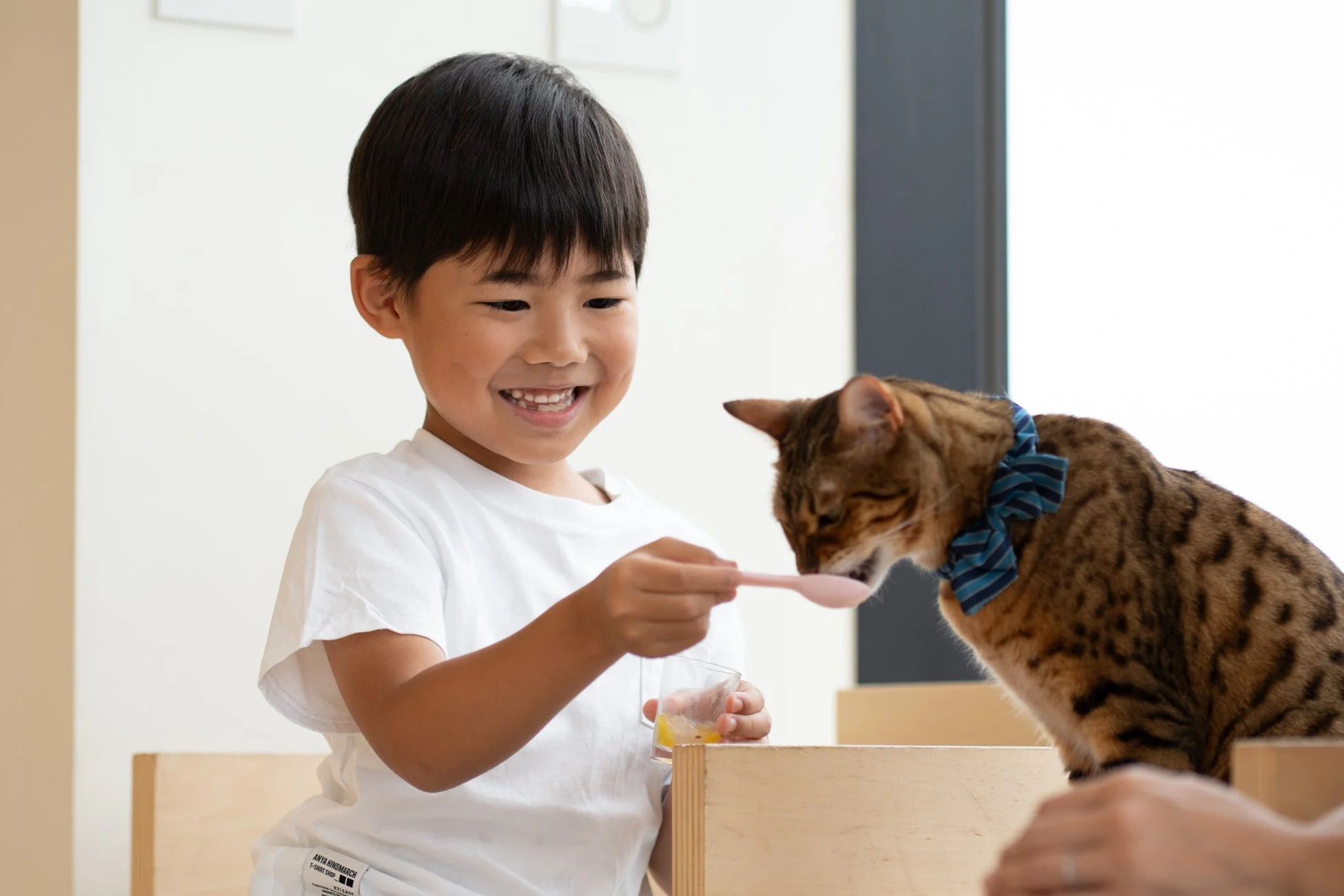 ベンガル猫に餌を与える少年