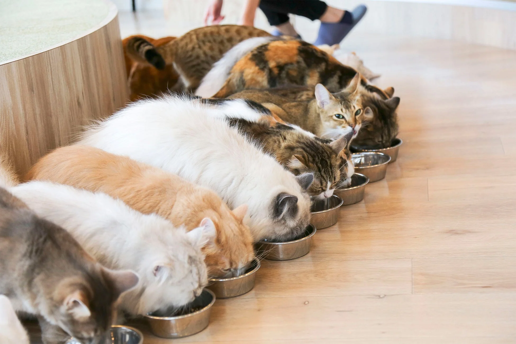 猫たちが食事をする様子