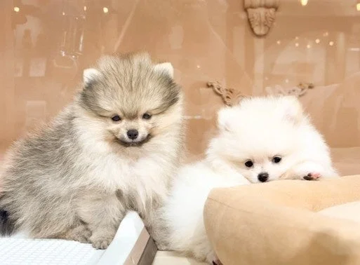 2匹の愛らしいポメラニアンの仔犬
