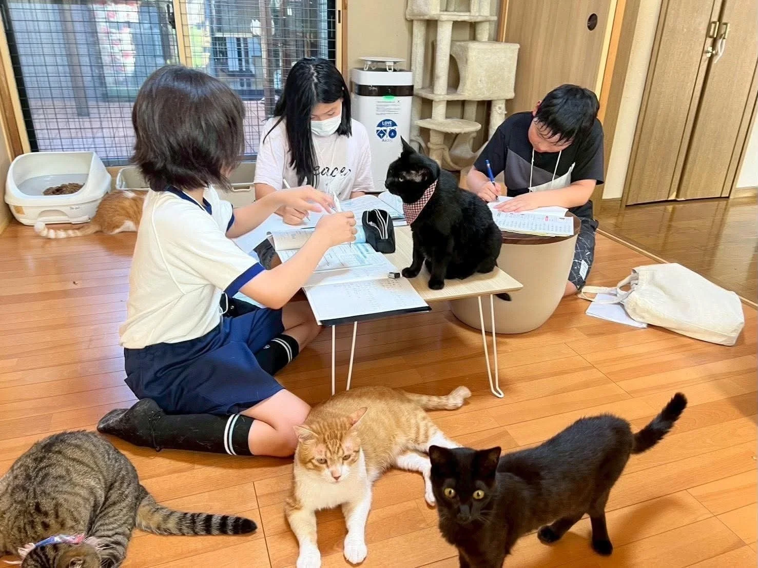 複数の猫に囲まれながら勉強する子供たち