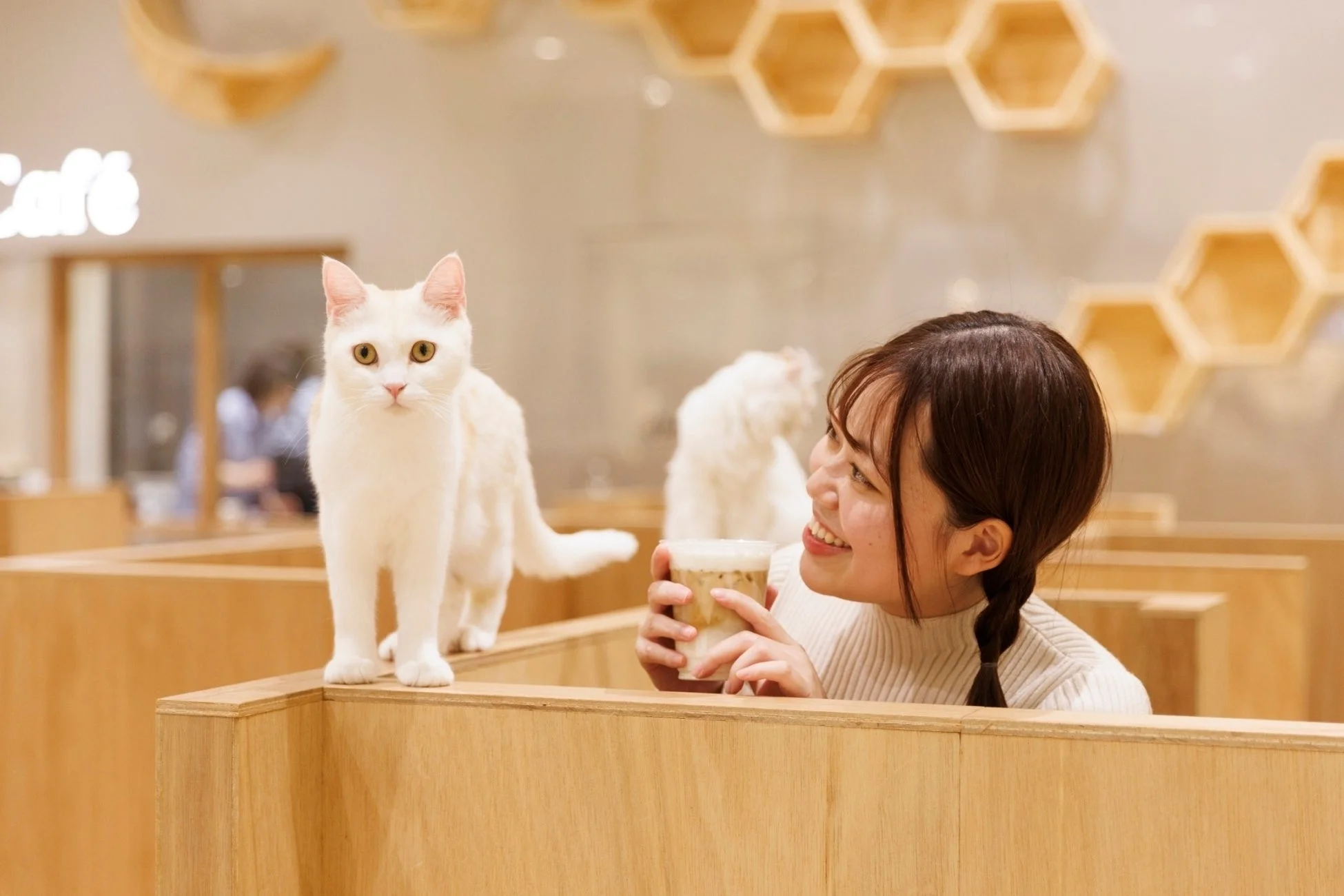 猫カフェで猫と触れ合う女性