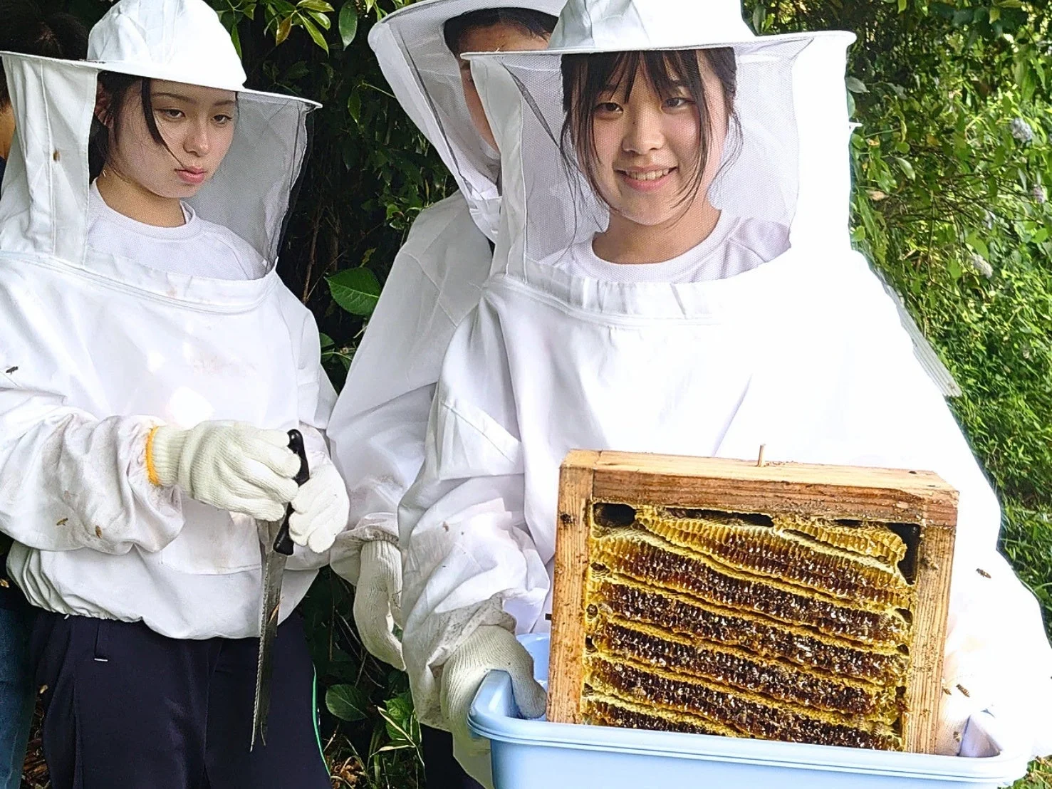 白い養蜂スーツを着た2人の女性が屋外で養蜂作業をしている様子。