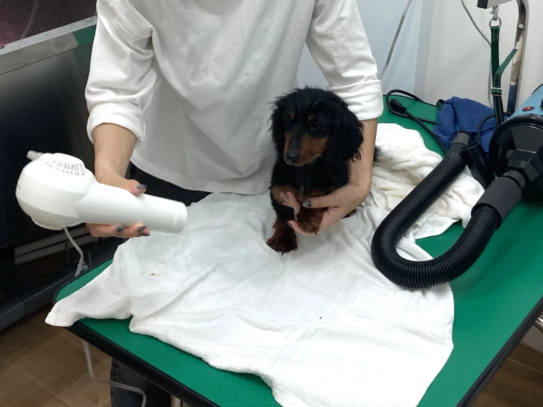 犬のトリミング