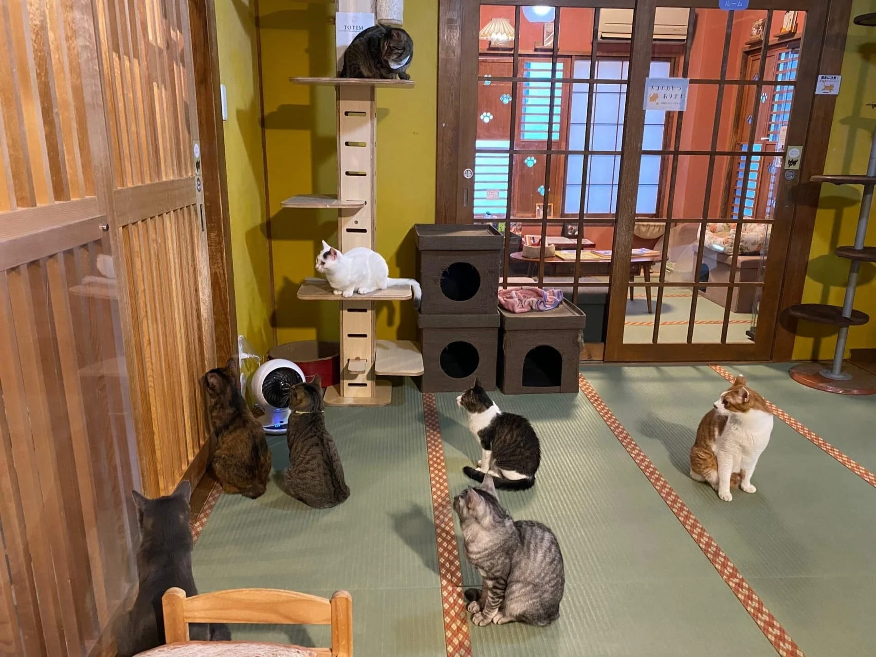 和室のような空間でくつろぐ猫たち