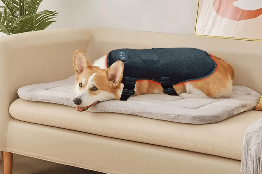 犬用のベストを着用したコーギーがペットベッドでリラックス