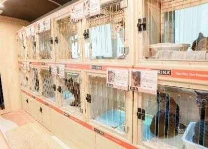 ネコのバス内部で過ごす保護猫たち