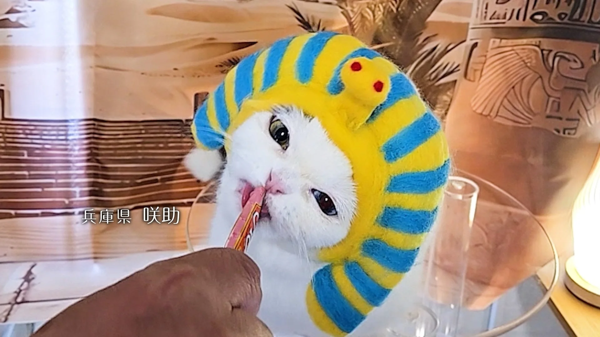兵庫県 咲助ちゃん