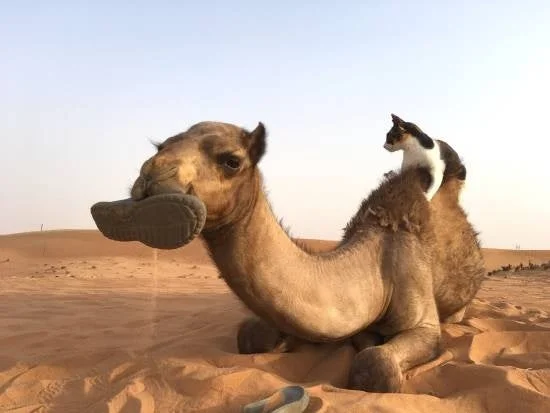 砂漠のラクダと猫