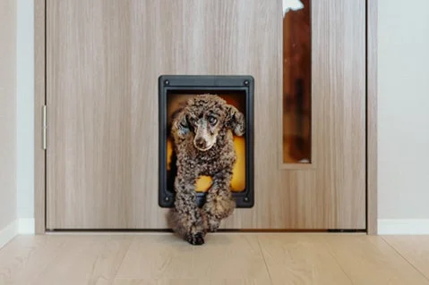 ペットドアから顔を出す犬