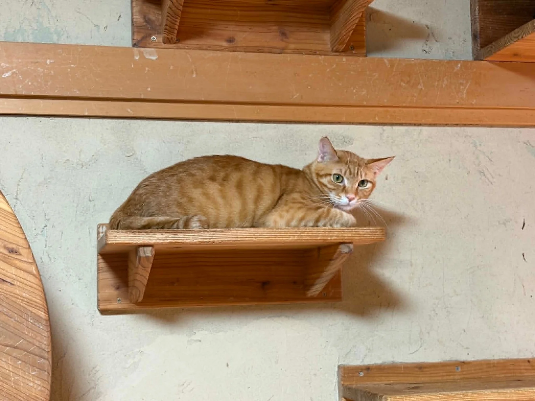 壁の棚でくつろぐ茶トラ猫