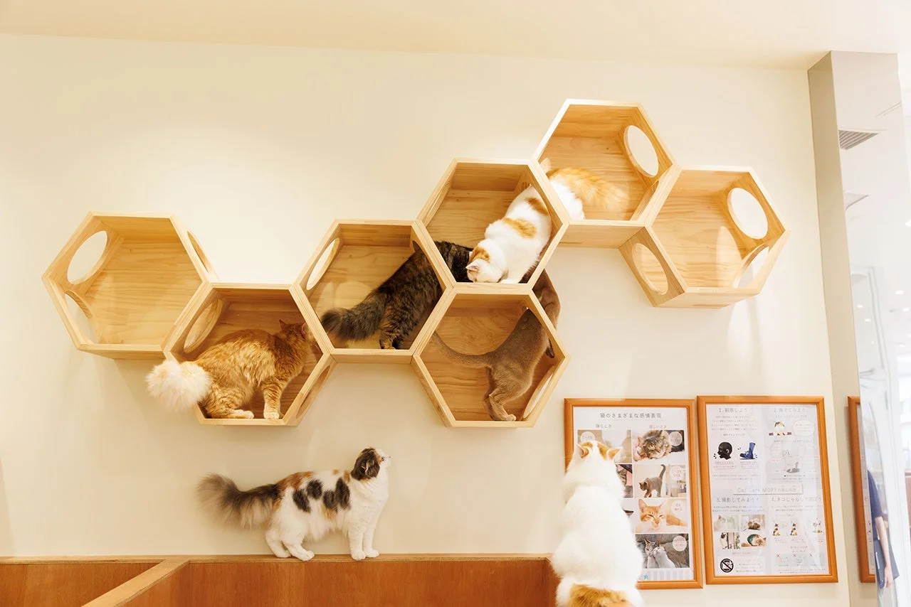 猫がくつろぐ様子