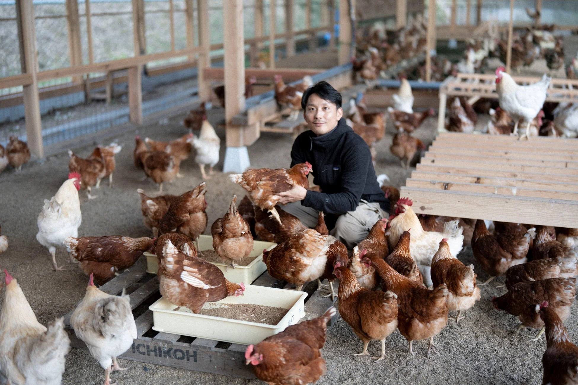養鶏場で多くの鶏に囲まれた男性が、一羽の鶏を優しく抱えています。