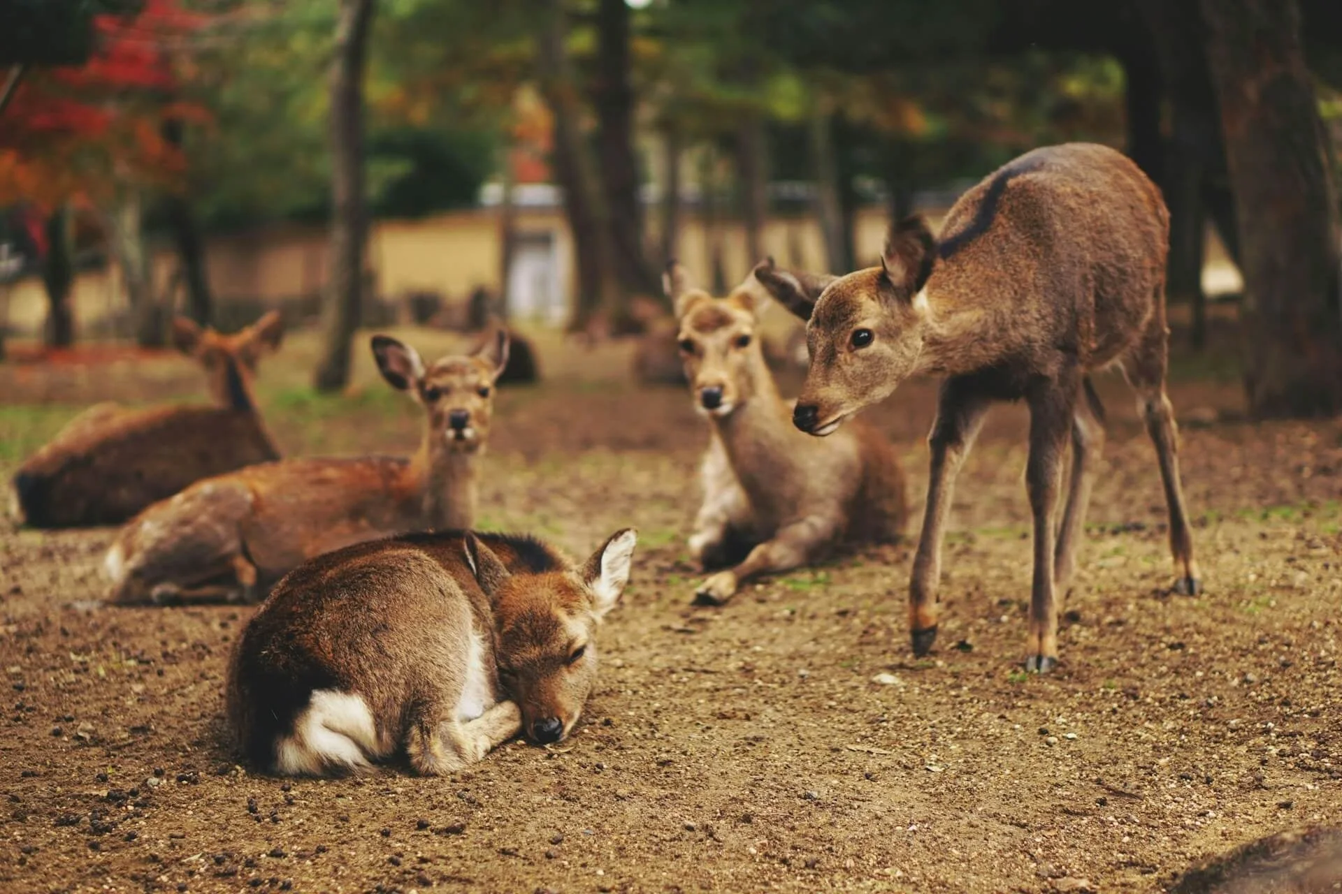 奈良公園の鹿