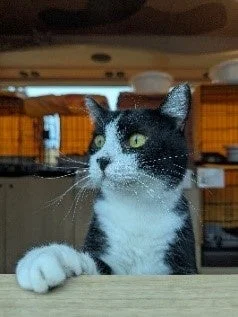 こちらを見つめる保護猫