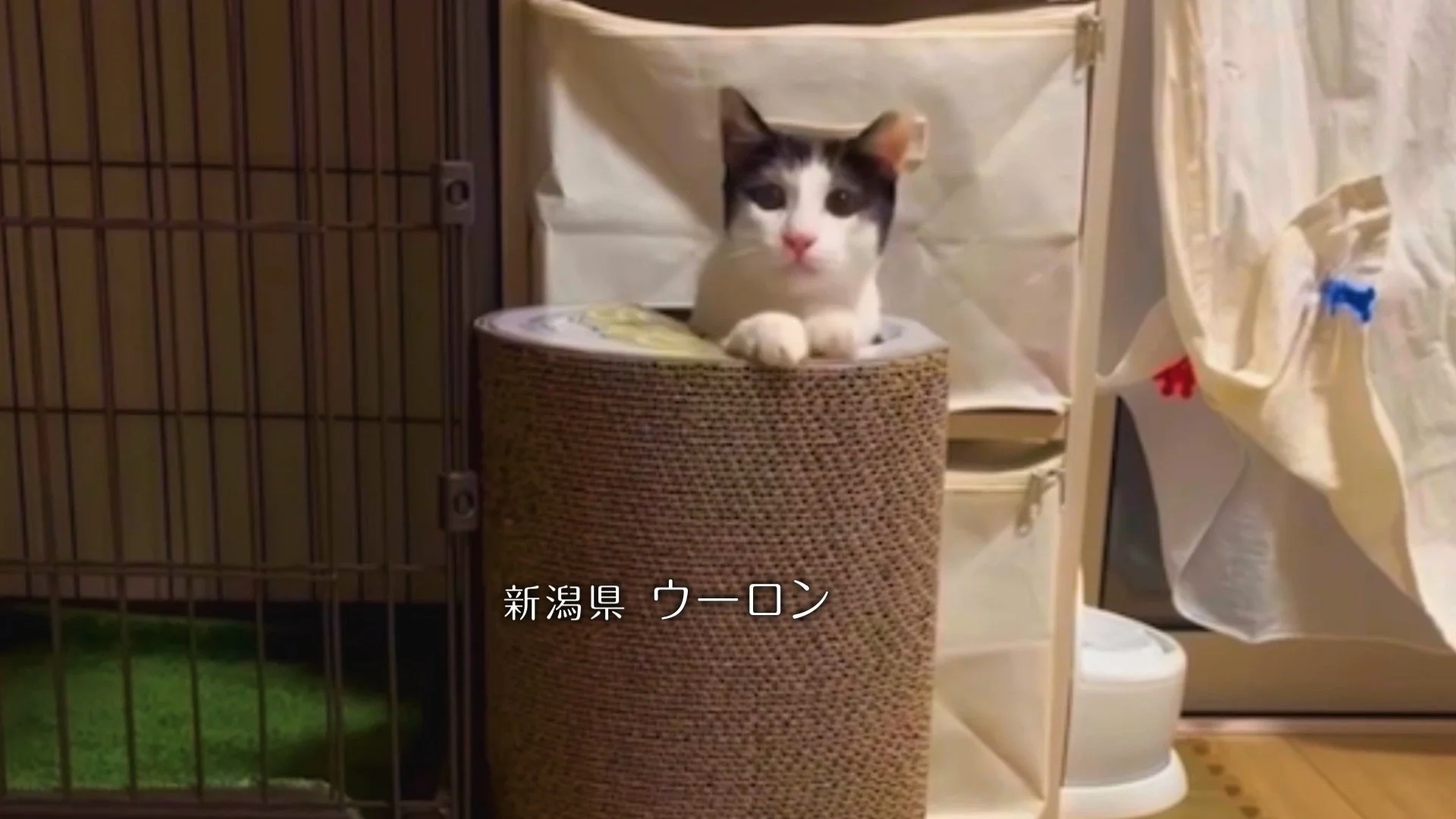 新潟県 ウーロンちゃん