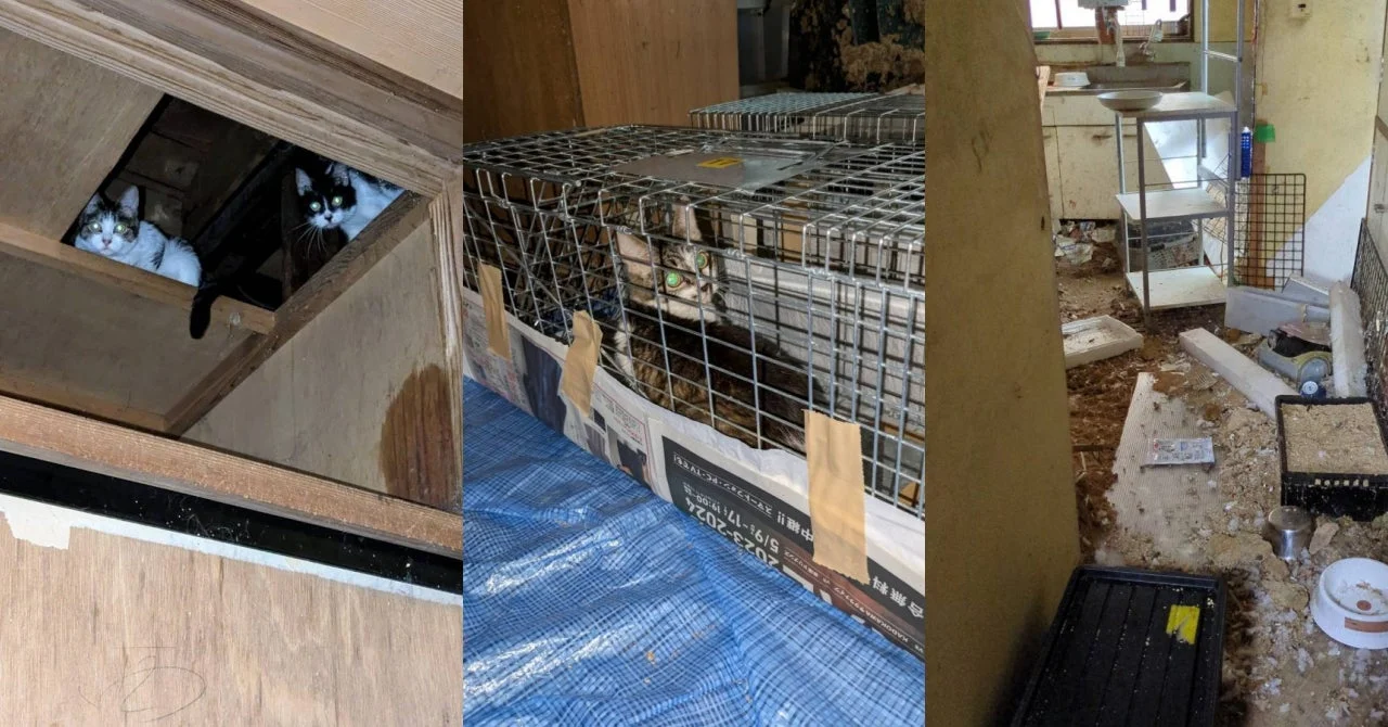 荒廃した室内環境で、天井の開口部から顔を出す2匹の猫、捕獲器に入れられた1匹の猫、そして散らかった部屋の様子が写っています。