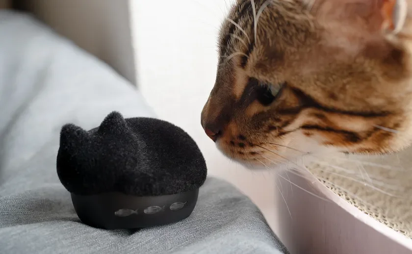 保護猫活動寄付