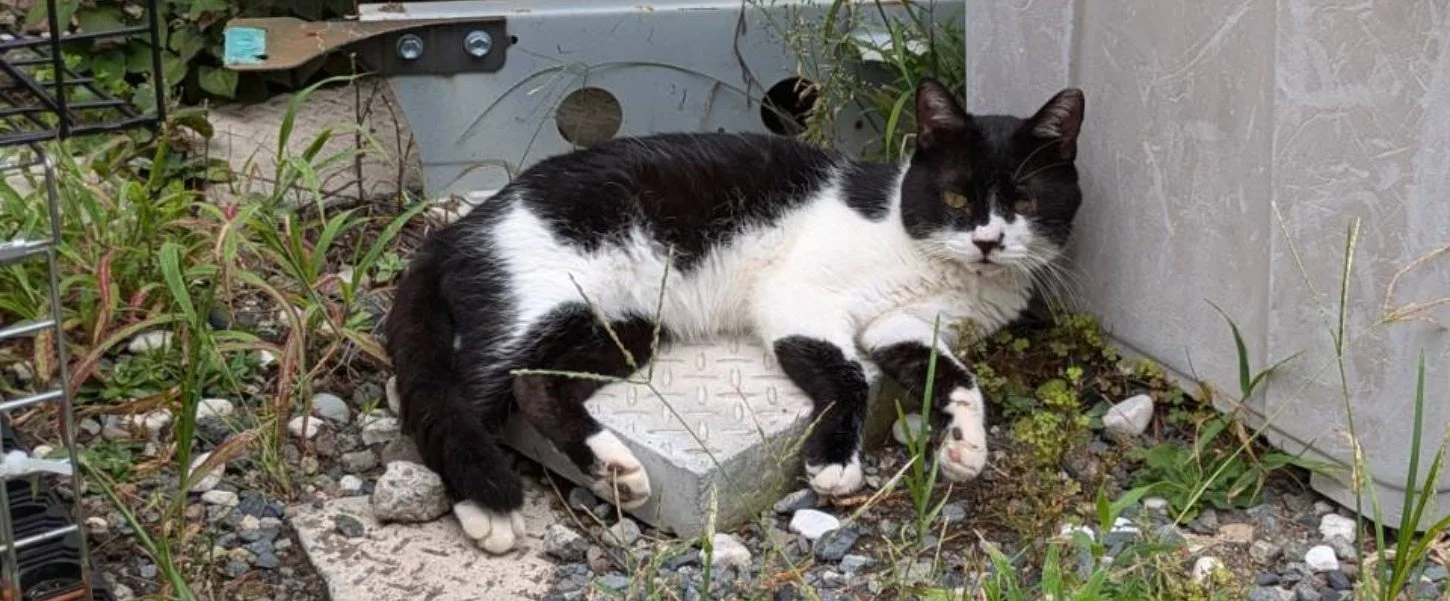 白黒の猫が屋外でコンクリートブロックの上に横たわっています。周りには雑草や小石が見られ、少し疲れているような様子です。