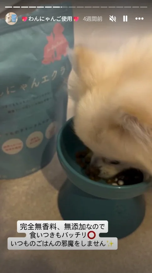 食事中の犬とわんにゃんエクラ