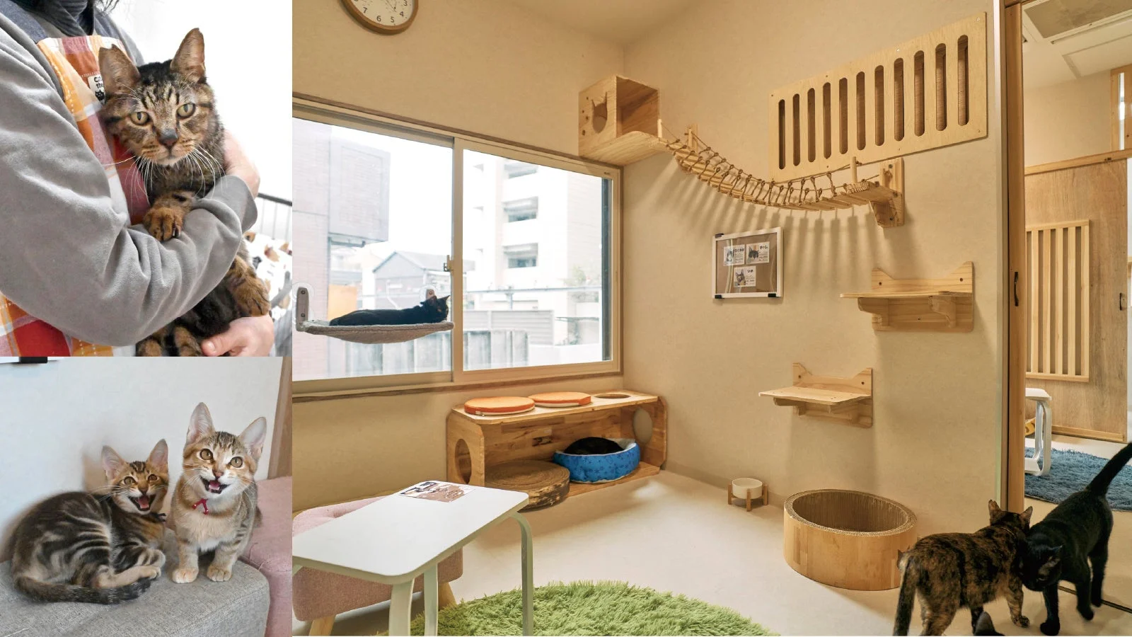 猫がくつろぐキャットタワーのある部屋