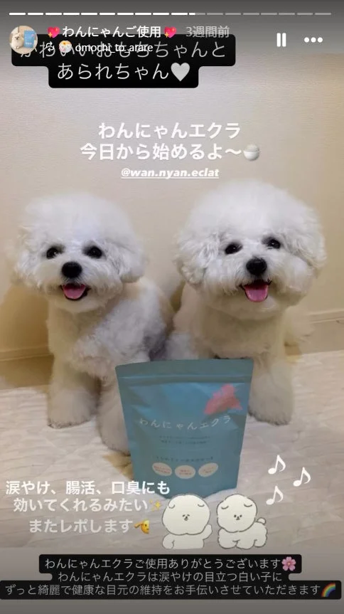 ビションフリーゼとわんにゃんエクラ