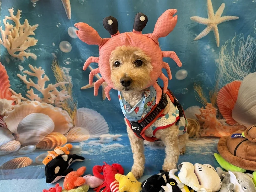 カニのコスチュームを着た犬