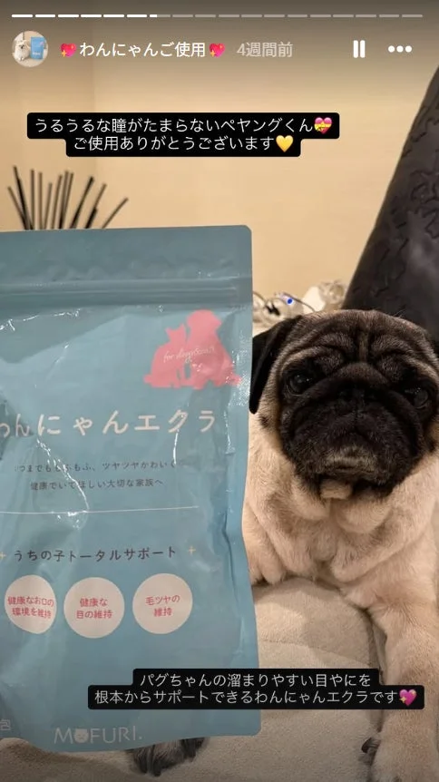 パグとわんにゃんエクラ